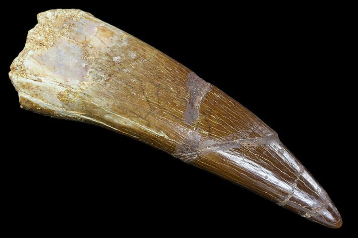 Fossil Plesiosaur (Zarafasaura) Tooth - Morocco #107713